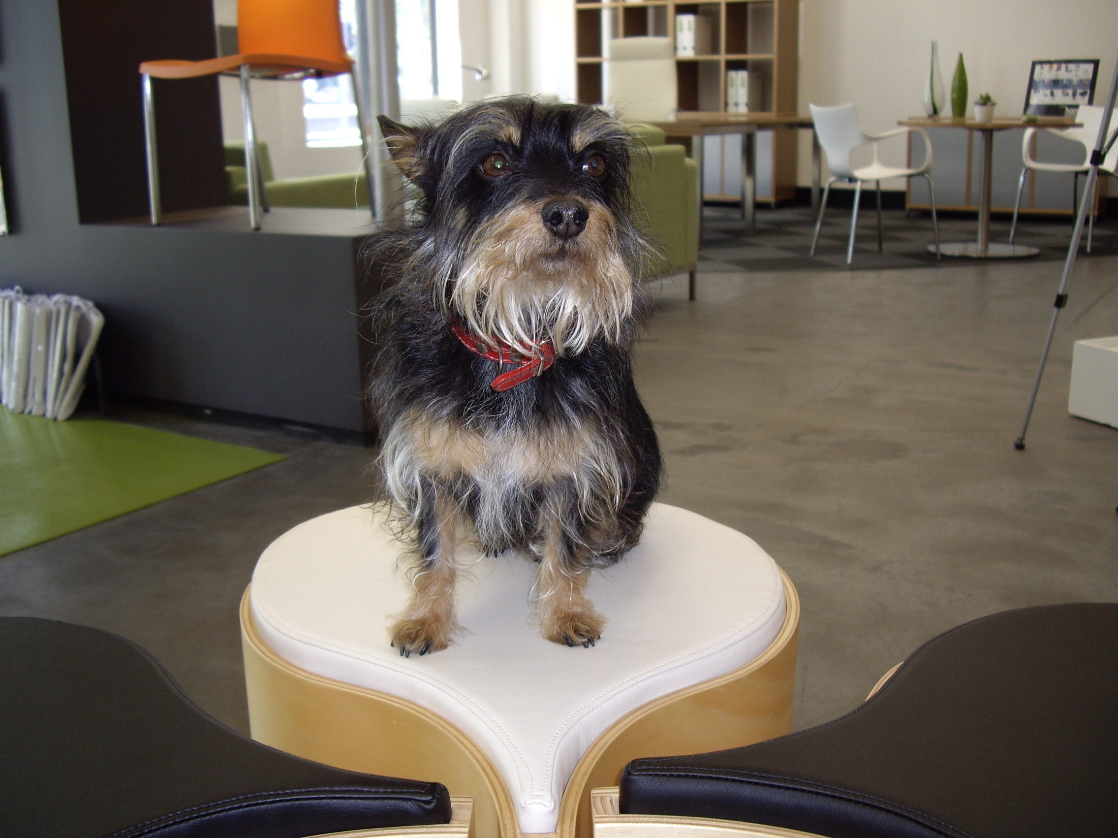 A small dog standing on the white centre cushion of a light-timber Flosion arrangement in a studio
